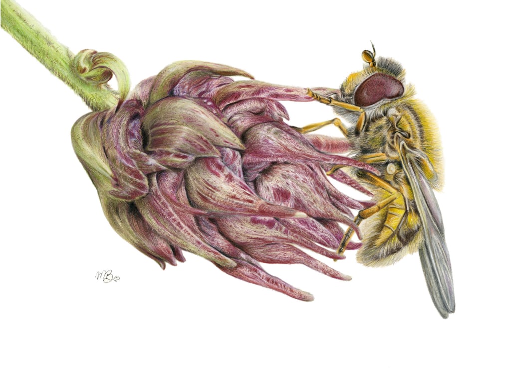 Hoverfly coloured pencil drawing using polychromos pencils
