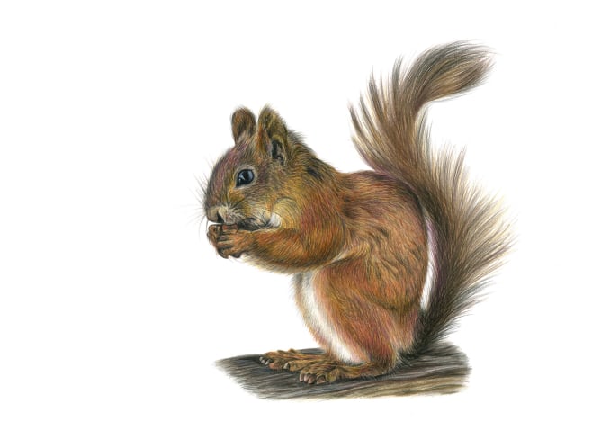 Red Squirrel coloured pencil drawing using polychromos pencils