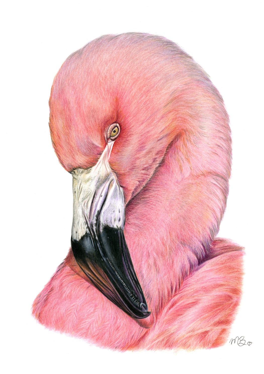 A Pink Flamingo coloured pencil drawing using polychromos pencils
